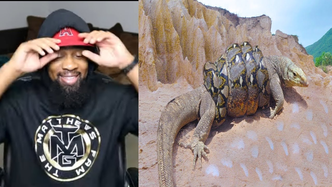 top 15 deadliest animals...