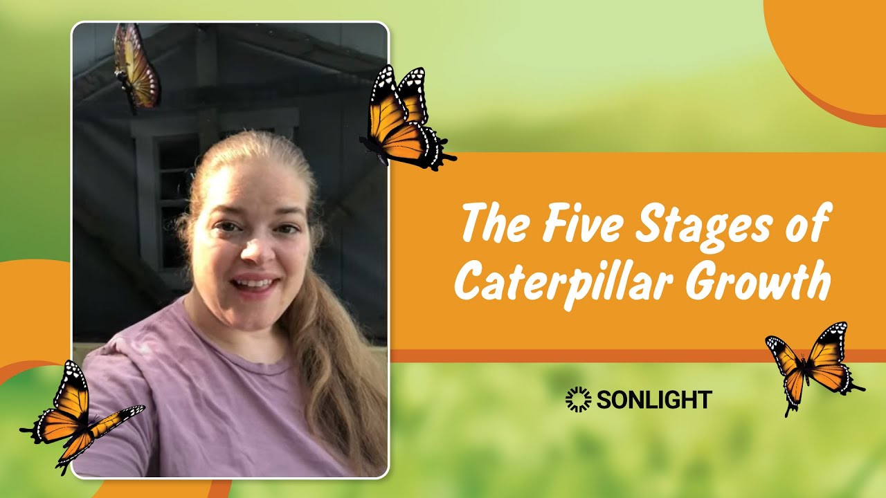 The Five Stages of Caterpillar Growth YouTube