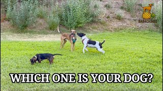 Video thumbnail: Badajoz Deep Dive: Which Walk Suits Your Dog?