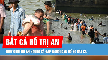 Thủy điện Trị An ngưng xả đập, người dân đổ xô bắt cá hồ trị an