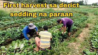 First Harvest Sa Derict Seedding Na Pitchay