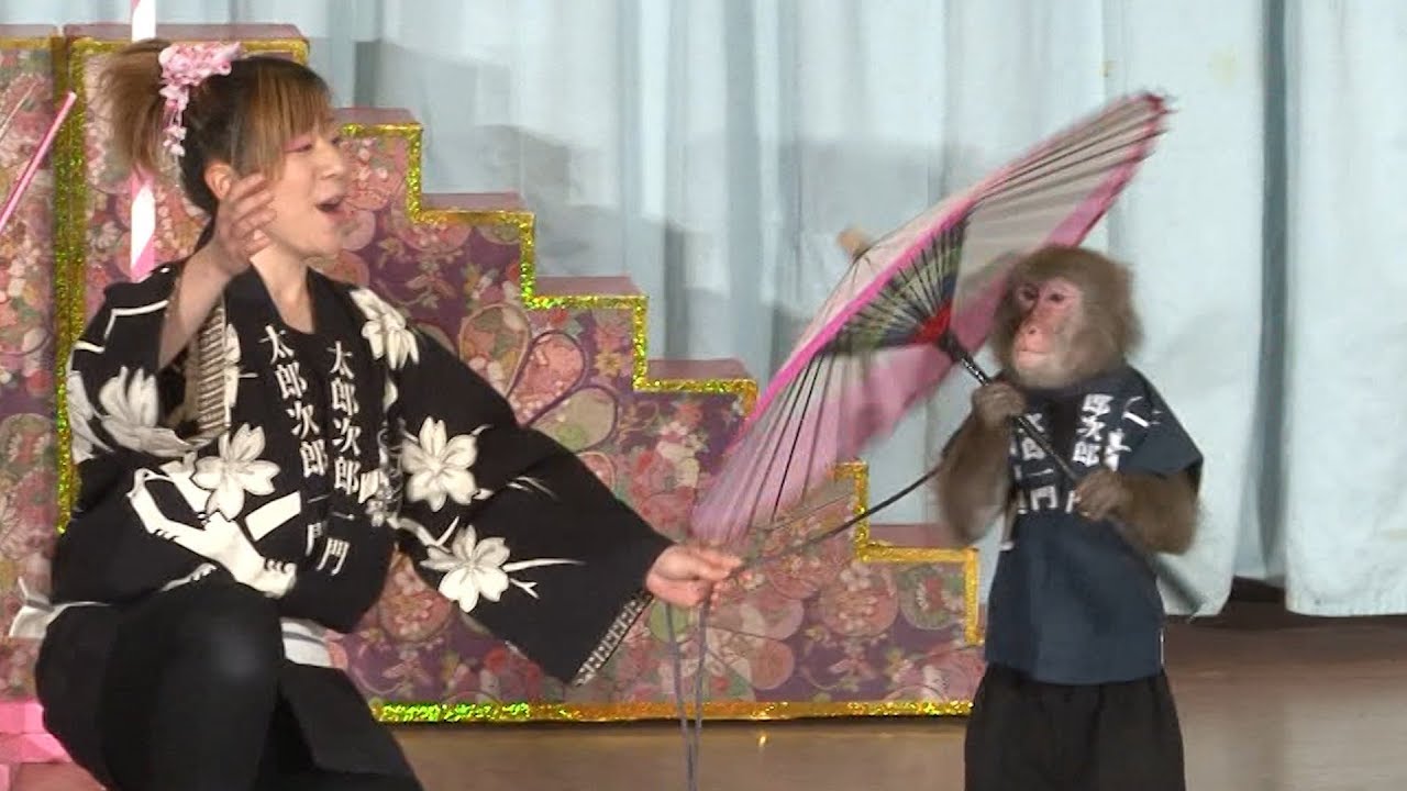 夏休み特別公開！さる軍団全員集合SP！Monkeys show at JAPAN