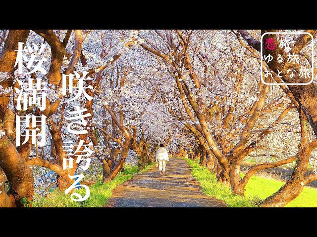 おまとめ二点 大自然 風と桜 桜満開】幻想の桜並木!桜吹雪が織りなす異世界絶景!!大分福岡