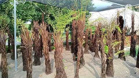 Vườn Cây Dương Xỉ Nhiệt Đới - Lớn Nhất Hà Nội và khu vực Miền Bắc ( Hotline : 0986689599 )