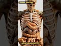 Human Anatomy I Digestive System  #digestiveprocess #healthylifestyle