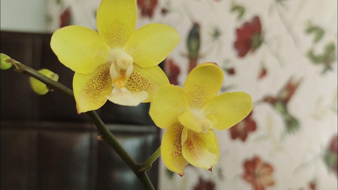 Yellow Phalaenopsis Orchids - YouTube