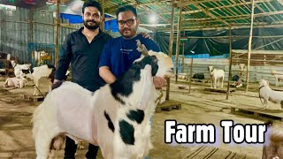 Menda King Usmaan Bhai’s M. Pathan Goat Farm Full Tour, Ghodbunder Road, Mumbai