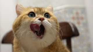 Malt Paste for Cats by Hosico Cat 18,422 views 1 month ago 1 minute, 6 seconds