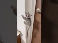 嫉妬で大鳴きするお猿【ショウガラゴのピザトル】