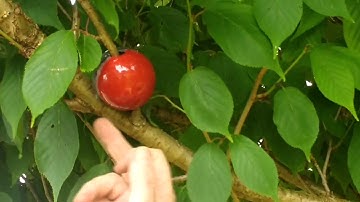 air layering trees with #cuttingglobe propagators