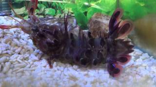 P M Shrimp Molting failed 2