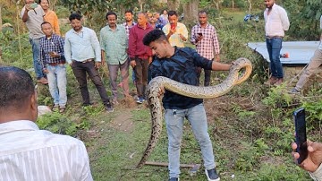 12 feet Burmese Python recovered in Assam