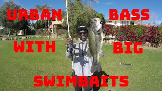 How I Catch Bass With Big Swimbaits At Small Pressured Urban Ponds!