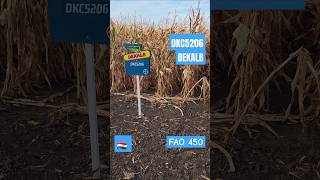 DKC5206 🌽 Dekalb Декалб. FAO 450 Hungary 🇭🇺 demo August 2024 #dekalb #corteva #kws #syngenta DKC5206 🌽 Dekalb Декалб. FAO 450 Hungary 🇭🇺 demo August 2024 #dekalb #corteva #kws #syngenta
