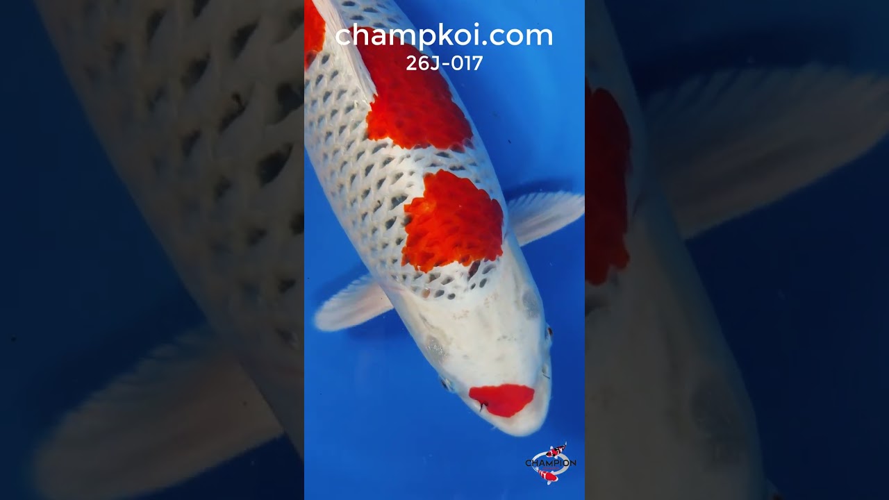 26J-017: 67cm Marusei Kujaku | ChampKoi - Champion Nishikigoi