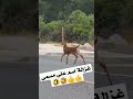 غزالة اسم على مسمى