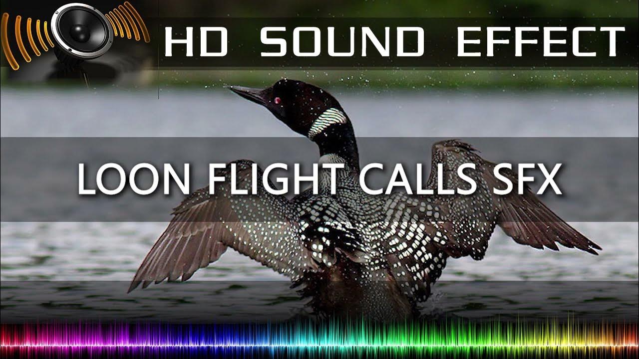 Loon bird calls sound effect 🔉🐦 HQ YouTube
