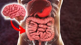 The enteric nervous system: parts, functions, neurotransmitters, diseases by Lifeder Educación 14,963 views 1 year ago 10 minutes, 59 seconds