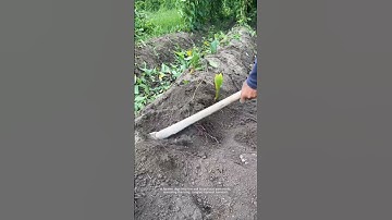 Harvesting Yam Roots from the Soil