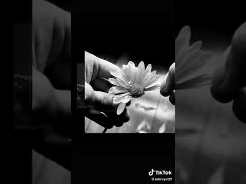 أجمل ما في الحياة أن تجد انسان يقرأك دون حروف يفهمك دون كلام يحبك دون مقابل