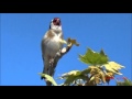Jilguero cantando en libertad.goldfinch singing in freedom