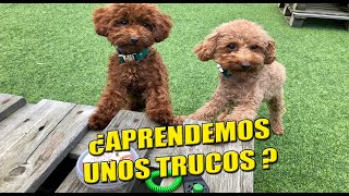 TRUCOS FÁCILES para Perros