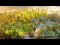 Indoor Cultivation/Lighting.