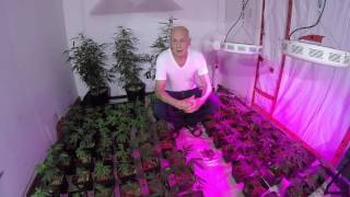 Indoor Cultivation/Lighting.