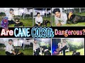 Cane Corso Puppies | Cane Corso is dangerous as a pet ? | Cane Corso in India | Call-9140752208 | 🖤