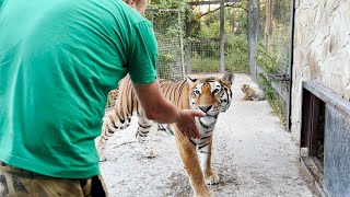 Олег Зубков продолжает УДИВЛЯТЬ! НЕ РУЧНАЯ ТИГРИЦА с 4 малышами подпустила его к себе! Тайган