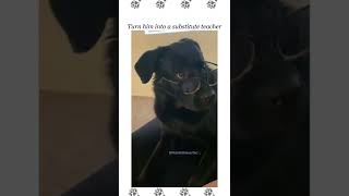 The dog with glasses 😹👓#meme #shorts #dog