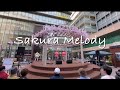 Voix「Sakura Melody」