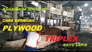 Proses pembuatan Triplex / Plywood / Kayulapis ???