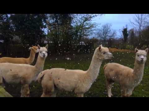 Bradgate Christmas Video 2016