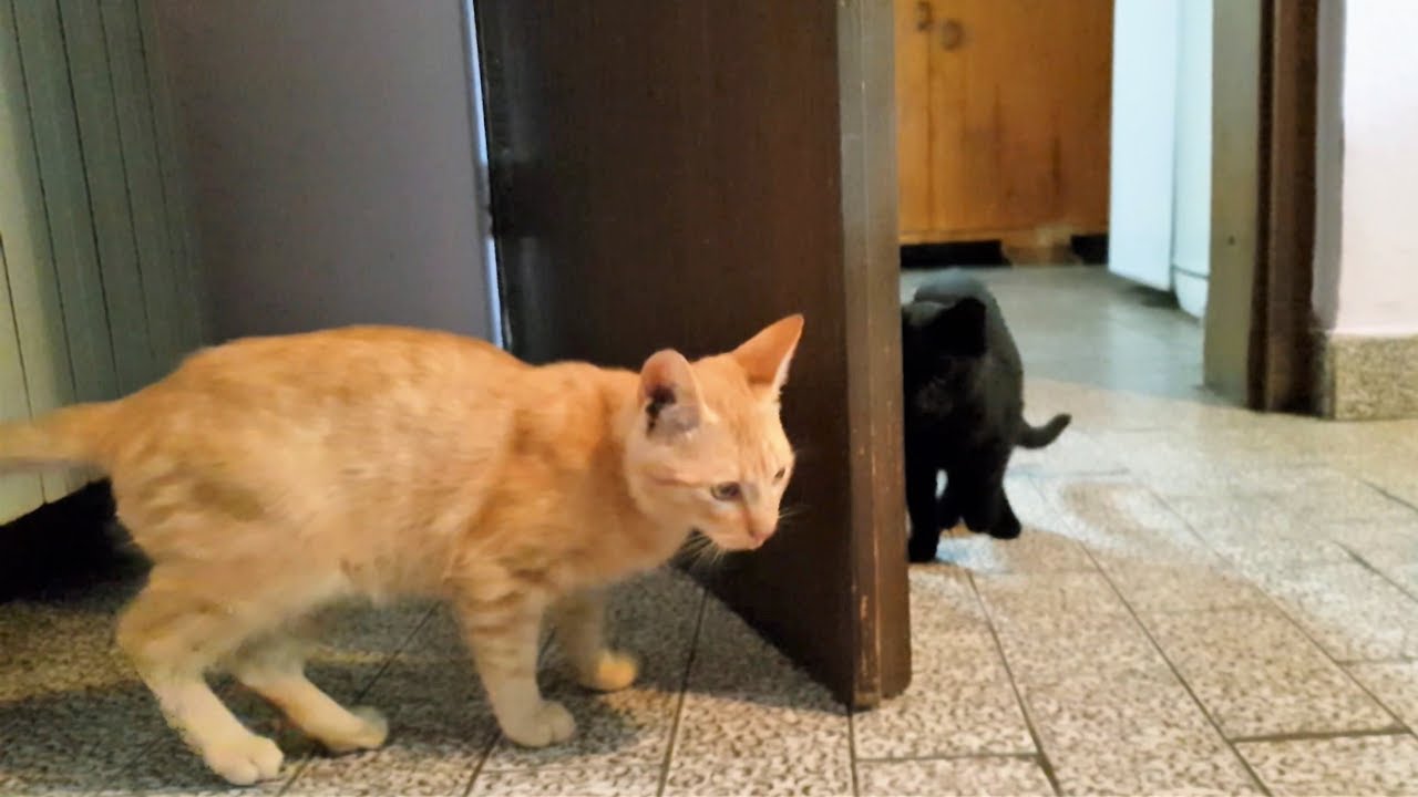 Kittens Playing Behind The Door YouTube