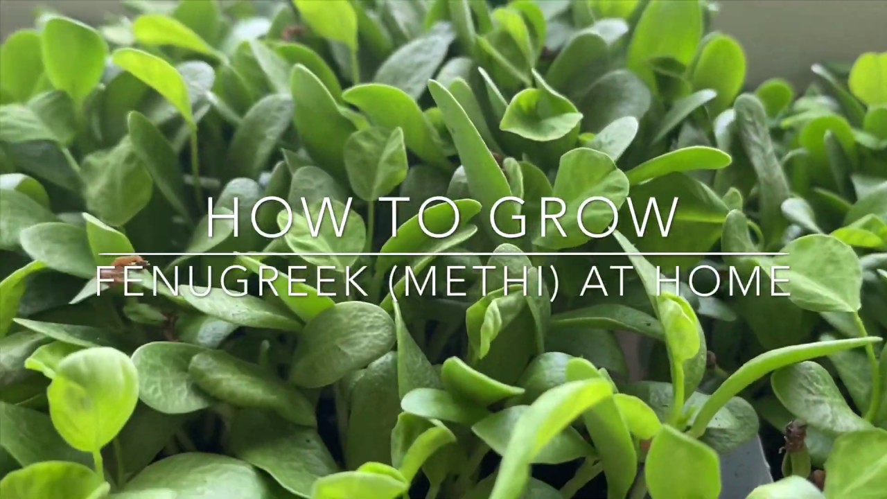 HOW TO GROW FENUGREEK (METHI) AT HOME!!! EASY STEPS TO SEE RESULTS