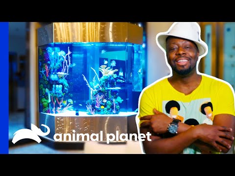 Wyclef Jean Celebrates Getting a Massive Caribbean Themed Tank | Tanked