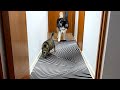 Will Dogs And Cats Believe an Optical Illusion?