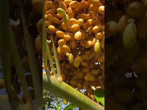صفراء سليمان الجوف تمور سعودية دومة الجندل ممدوح الزارع الزغيبي الحربي اكسبلور