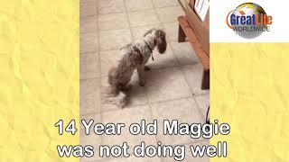 Dogs Don't Lie! Check out Maggie's Story MUST SEE!