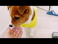 保護犬だったつくねが卒業した日【預かり日記最終日】