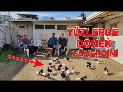 İzmire Gittim Lüks Villada Yüzlerce Dönek Güvercini Besliyen Mobilyacı Hasan Abiyle Güvercin Uçurduk