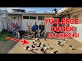 İzmire Gittim Lüks Villada Yüzlerce Dönek Güvercini Besliyen Mobilyacı Hasan Abiyle Güvercin Uçurduk