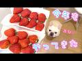 毎年恒例いちご丸かじり祭り🍓年に一度の贅沢dayを愛犬と♡【フレンチブルドッグ frenchbulldog】