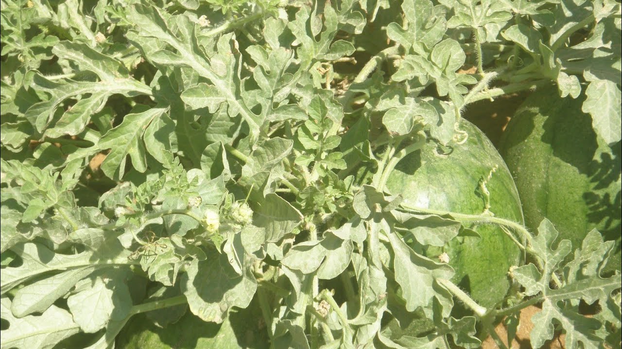 نص مليون أرباح  البطيخ  اسمع للنهاية  م اسعد الفقي 01090855418