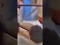 Witness The Insane Showdown Hulk Hogan Vs Abdullah The Butcher