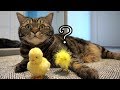 Эксперимент: какую цыпку выберет кот?; Experiment: which chick will the cat choose?