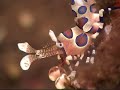 killer harlequin shrimp killer shrimp harlekijn shrimp