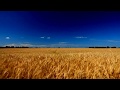 Футаж  Поле пшеницы
