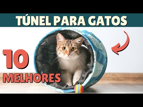 Vídeo: Por que os gatos gostam de túneis?